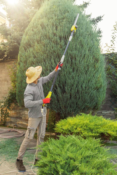 Best Storm Damage Tree Cleanup  in Abernathy, TX